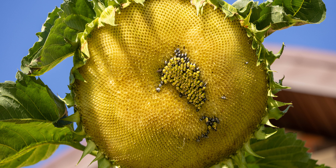 🌻 Подсолнух-монстр: урожай удался!