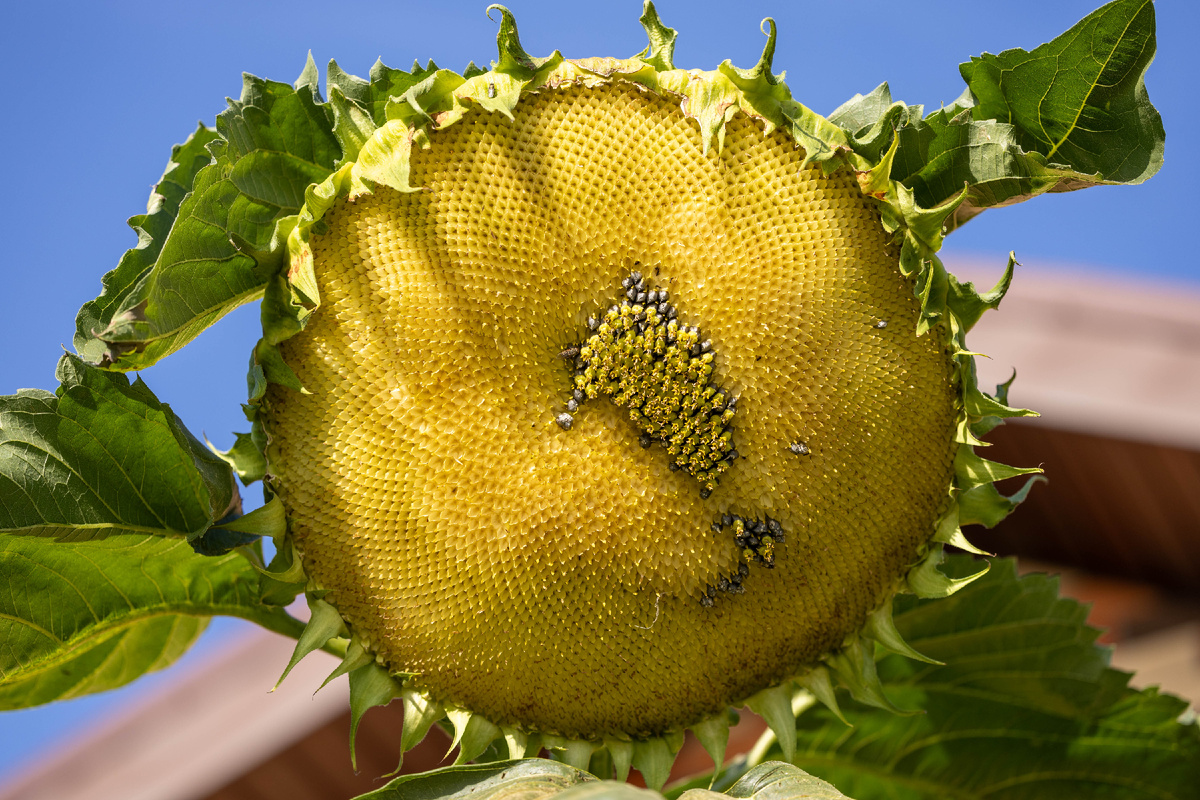 И птичкам досталось!