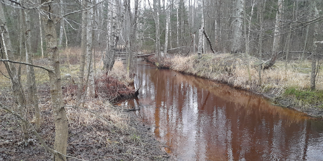 Коп в лесу и моё первое серебро! (Марий Эл)