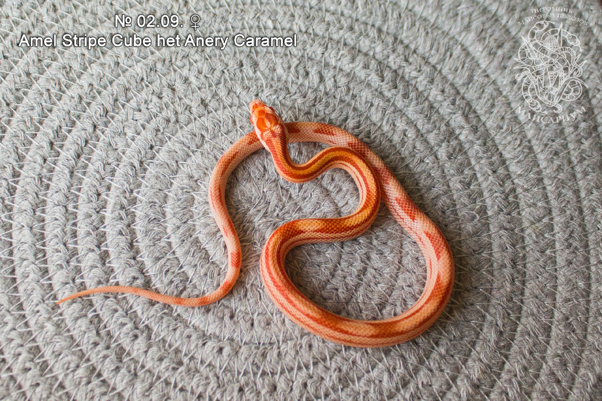 Вот как раз на фото моя Мерида, вторую змею я взяла этой морфы. Фото взято из группы "Маисариум" VK.