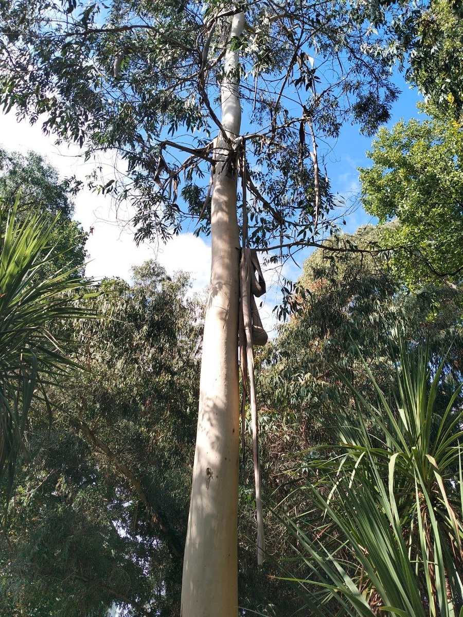 Эвкалипт в парке "Южные культуры", Сочи. Фото автора.