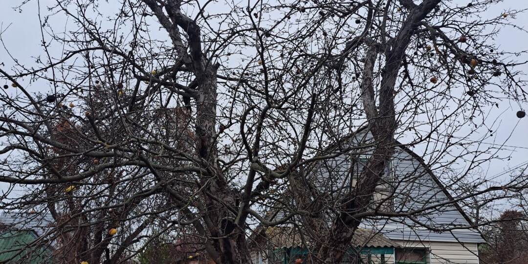 Как обрезкой омолодить старые запущенные плодовые деревья в своих садах.