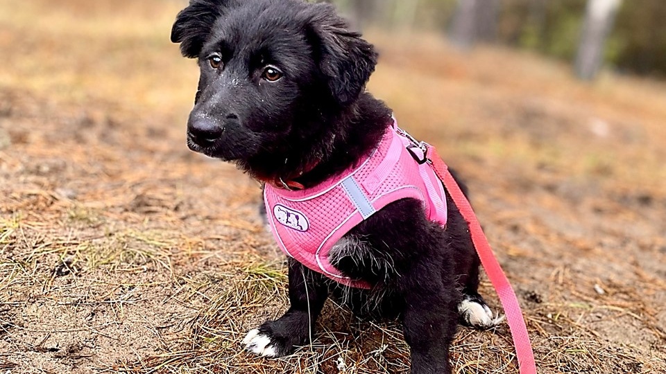 🌟 Софи: Щенок Мечты ищет Свою Семью! 🌟