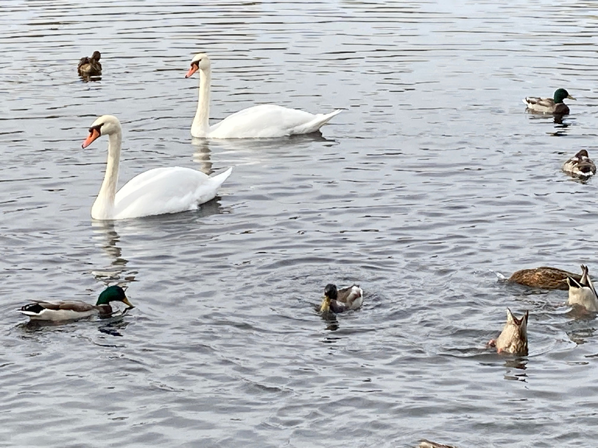 Лебединая пара Гоша и  Глаша, живущие на озере Увильды Кыштымский городской округ Челябинской области. 