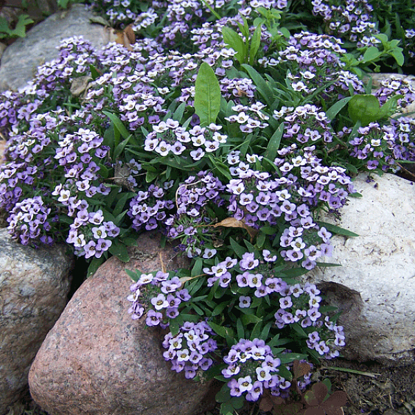 Лобулярия растёт отлично на каменистой горке