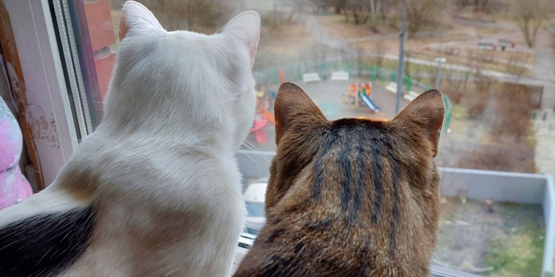 Рецепт плова, дымляма и лагман к Новому году