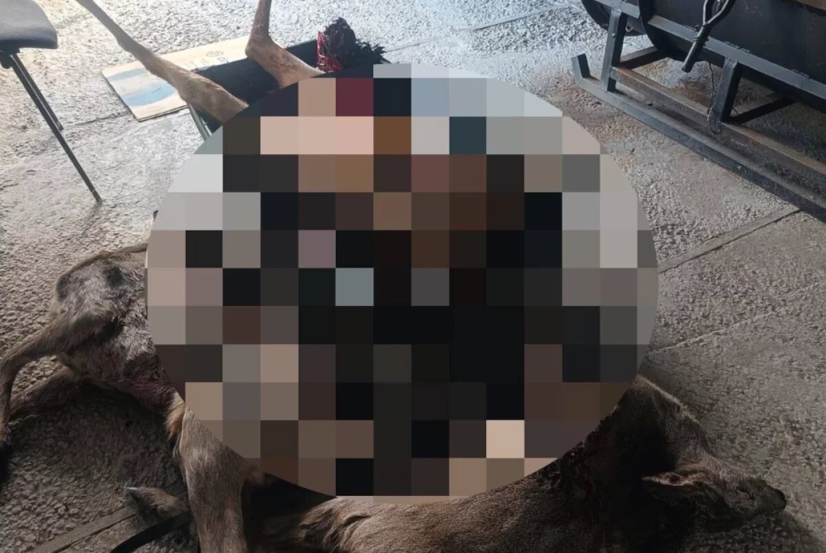    В Тамбовской области заведено дело по факту незаконного отстрела косуль