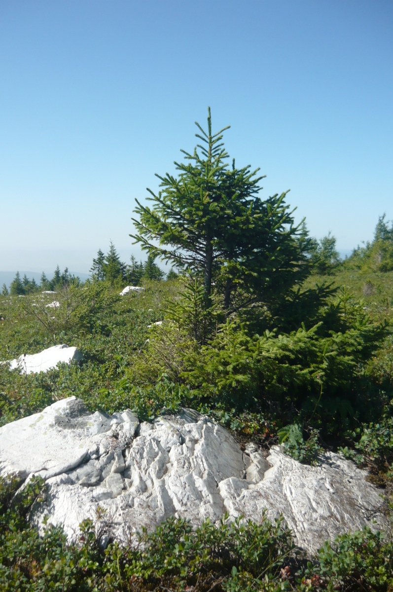 Растительность на вершине,  как в тундре 