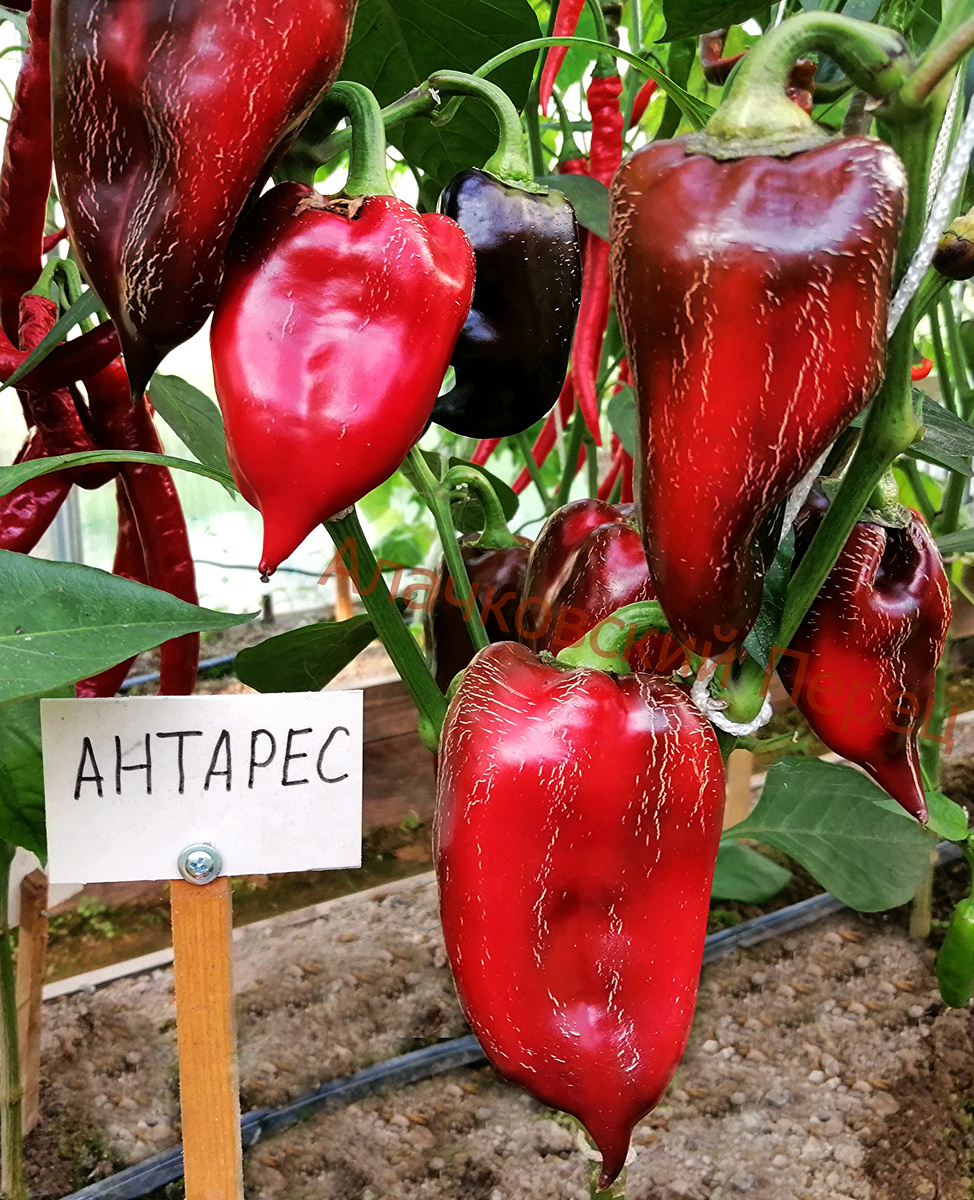 Антарес (Antares)