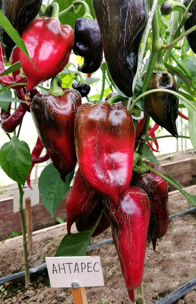 Антарес (Antares)