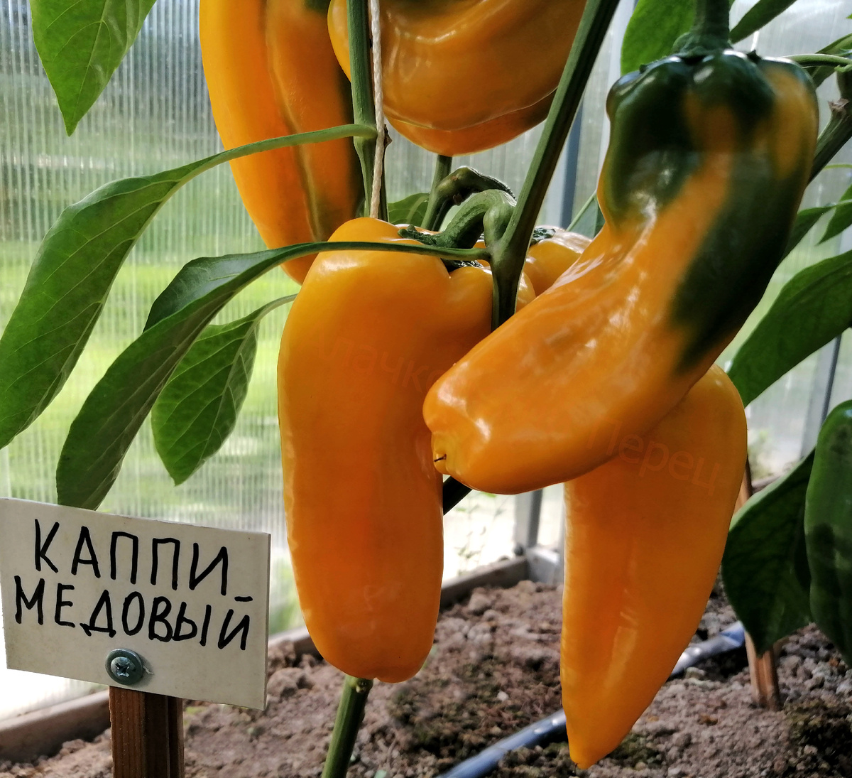 Каппи медовый