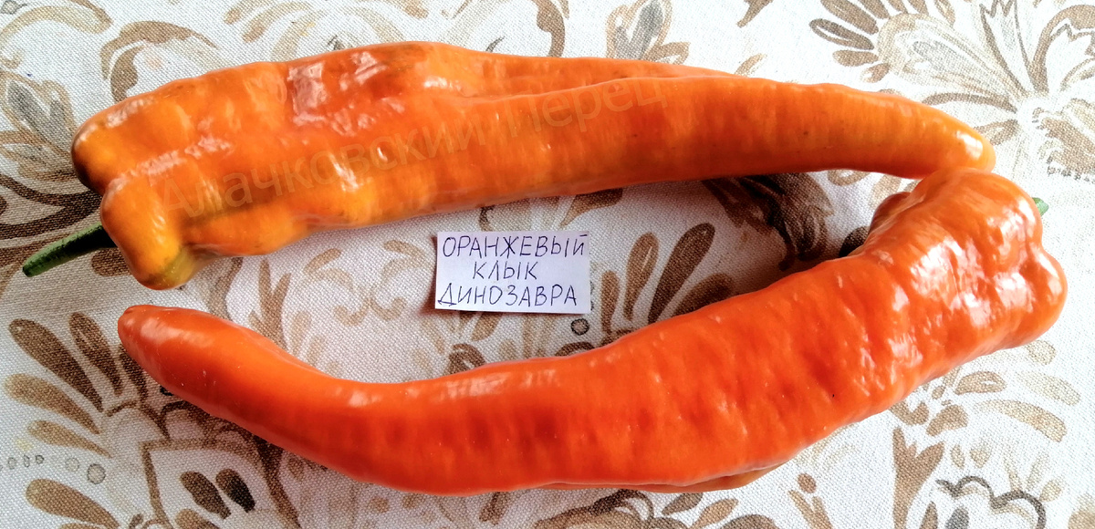 Оранжевый Клык Динозавра (Orange Fang of the Dinosaur)