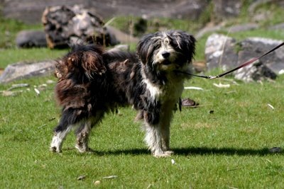 Kanze в 2005 году в Тибете (фото Primoz Peer )