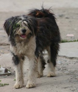 Kanze  в 2005 году в Тибете