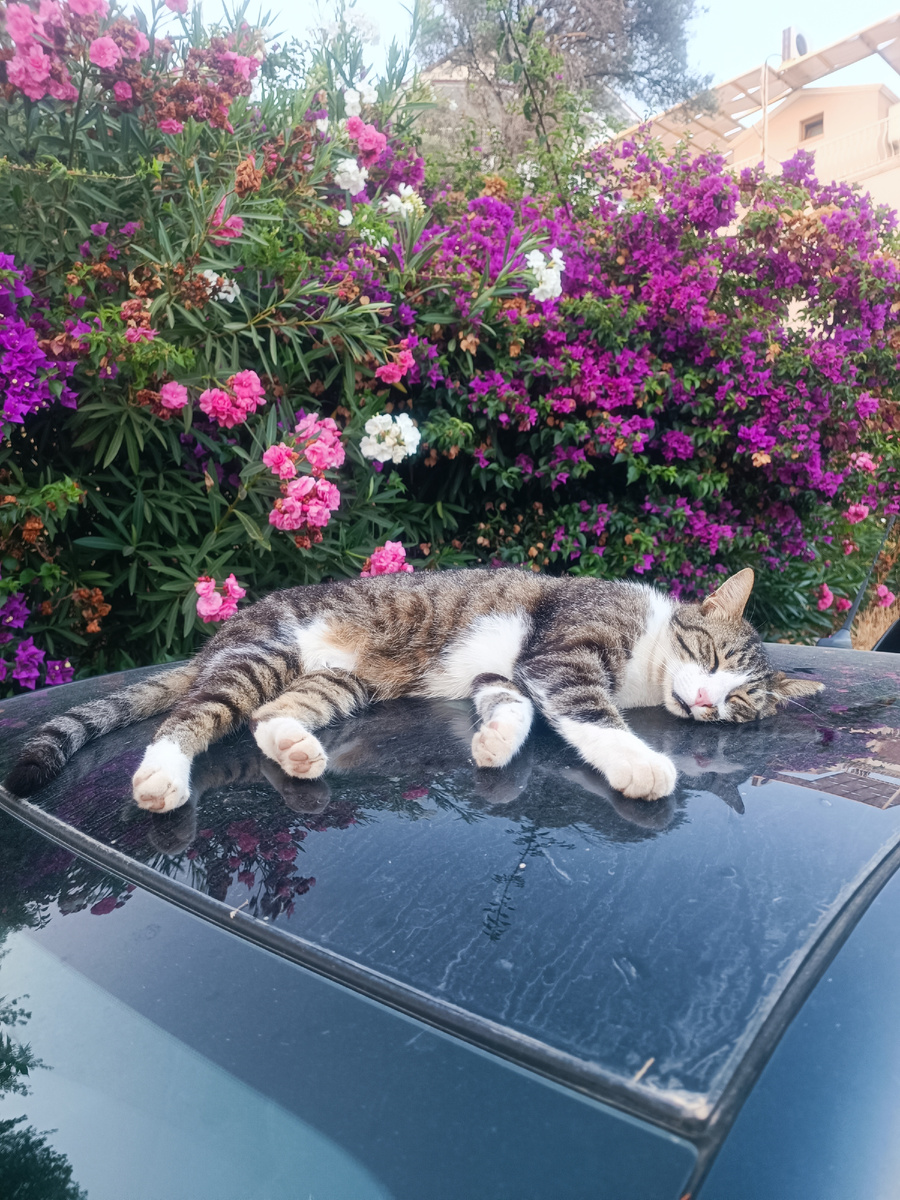 Кошки и собаки в Каше везде