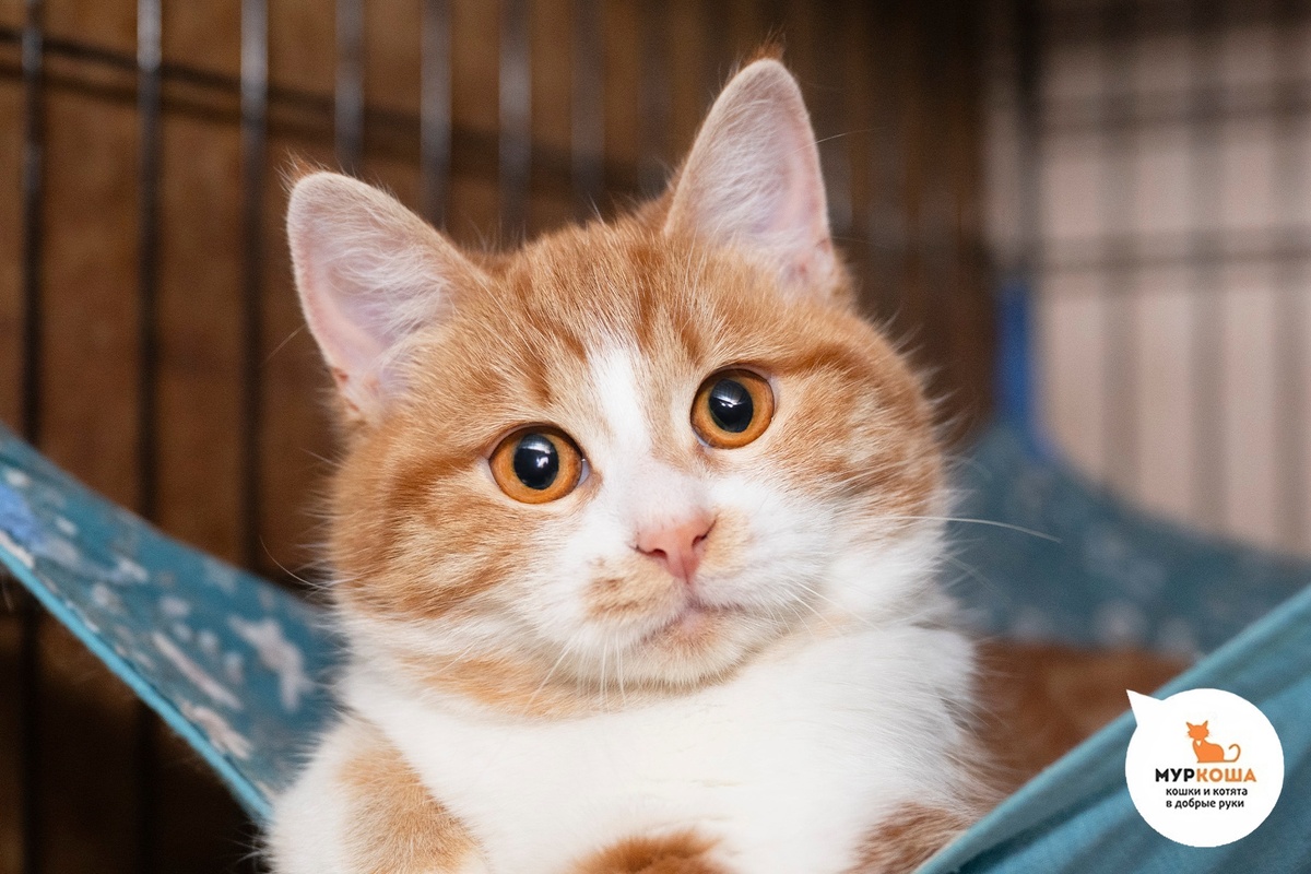 Милашку Глазурьку нашли на улице.