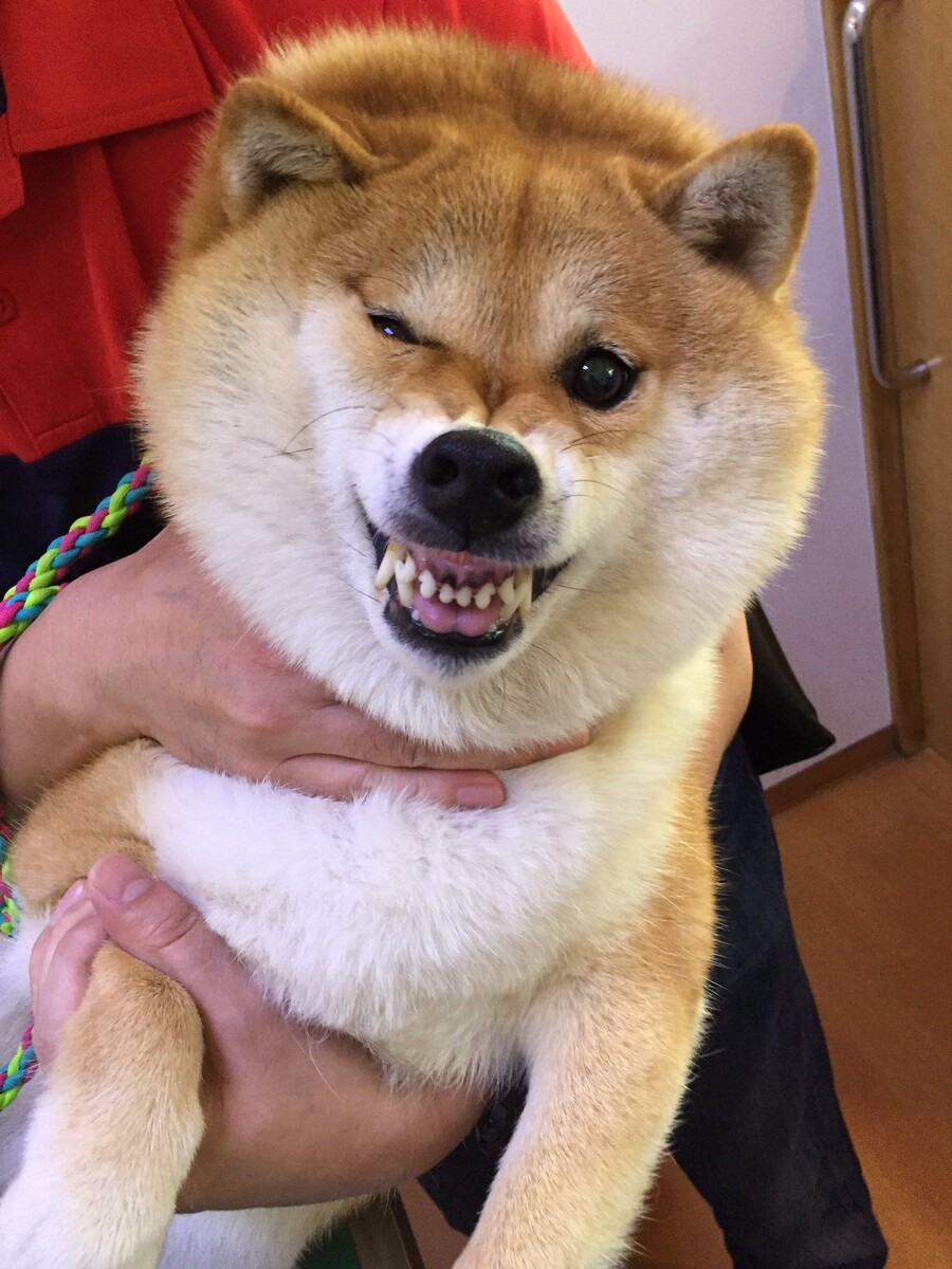 Я злой и страшный японский волк!