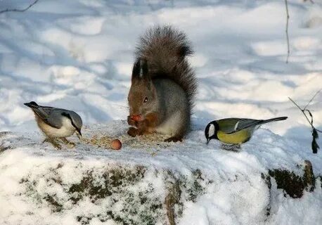 Яндекс Открытый источник 
