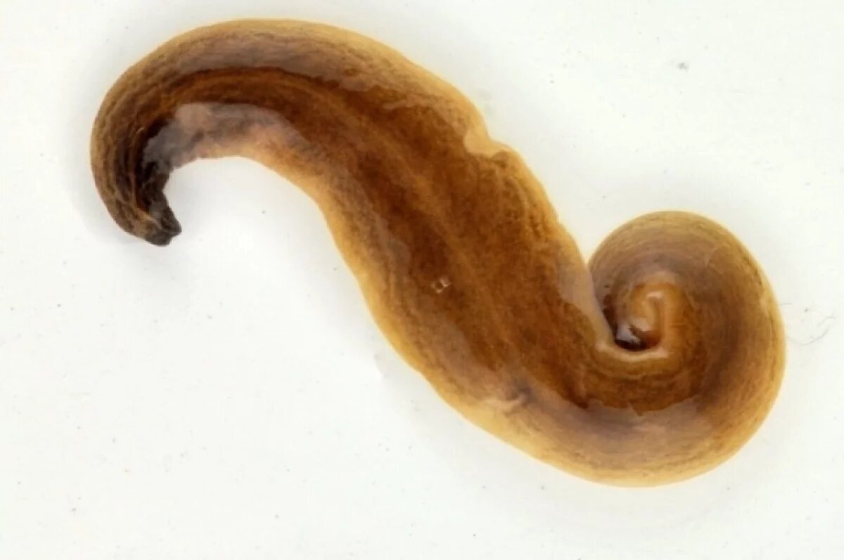    Туманов предупредил об опасности распространения хищного червя Обама по РФ