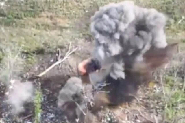    Фото: кадр видео