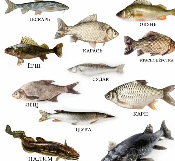 Какая речная рыба самая полезная в еде? Раскрываем секреты пресноводных обитателей