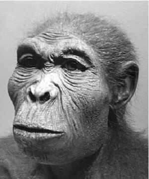 Человек умелый (лат. Homo habilis) — высокоразвитый австралопитек или первый представитель рода Homo. Обнаружен археологами Мэри и Луисом Лики в ноябре 1960 года и описан в 1964 году по сенсационной находке из ущелья Олдувай в Танзании.