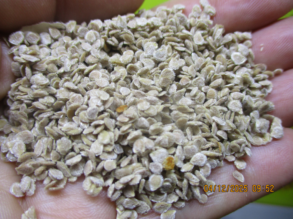 Старые домашние “БАБУШКИНЫ” семена, хранящиеся более 5-7 лет нужно проверить обязательно.