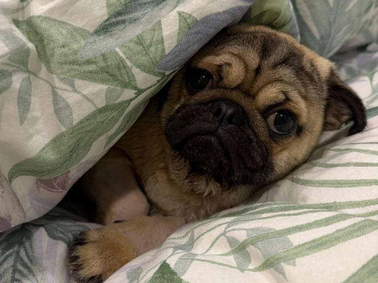     Фото: Хвост трубой / ВКонтакте