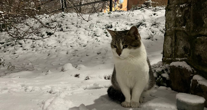    Первый городской канал Калининград