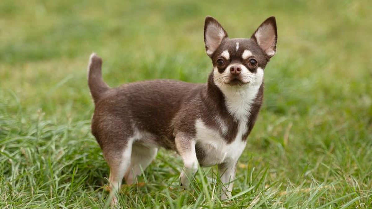    Мир собак полон удивительных рекордов и поразительных контрастов