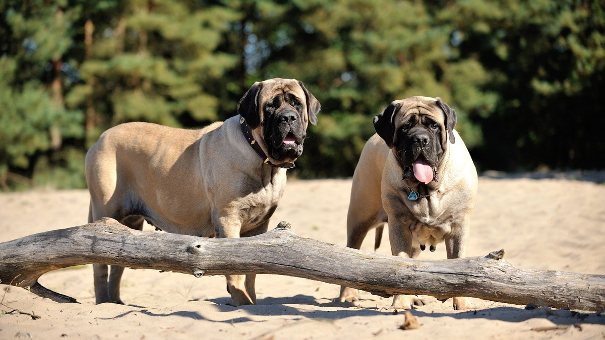    Величественный размер английского мастифа поражает воображение
