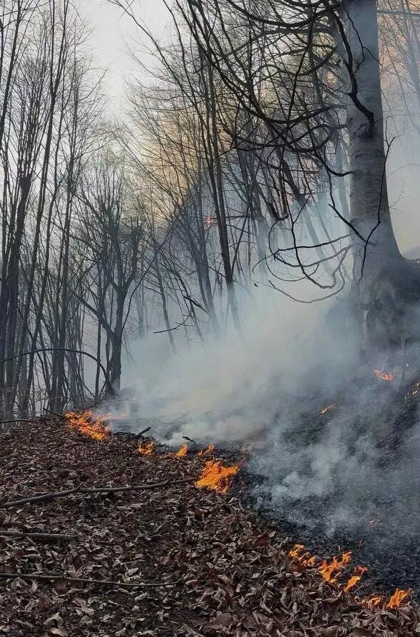 © Photo : press office of the Berd Municipality