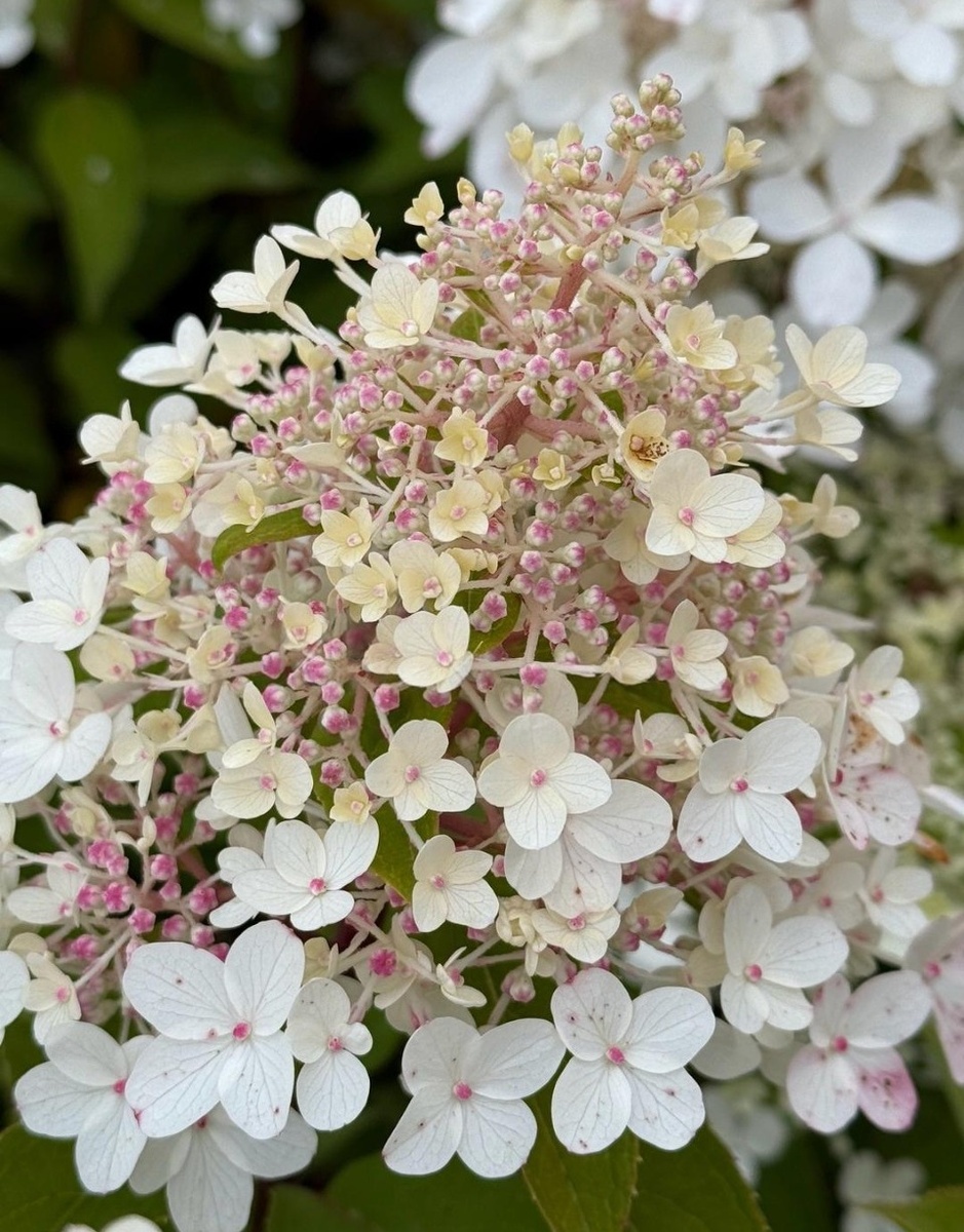 Начало цветения Панзола