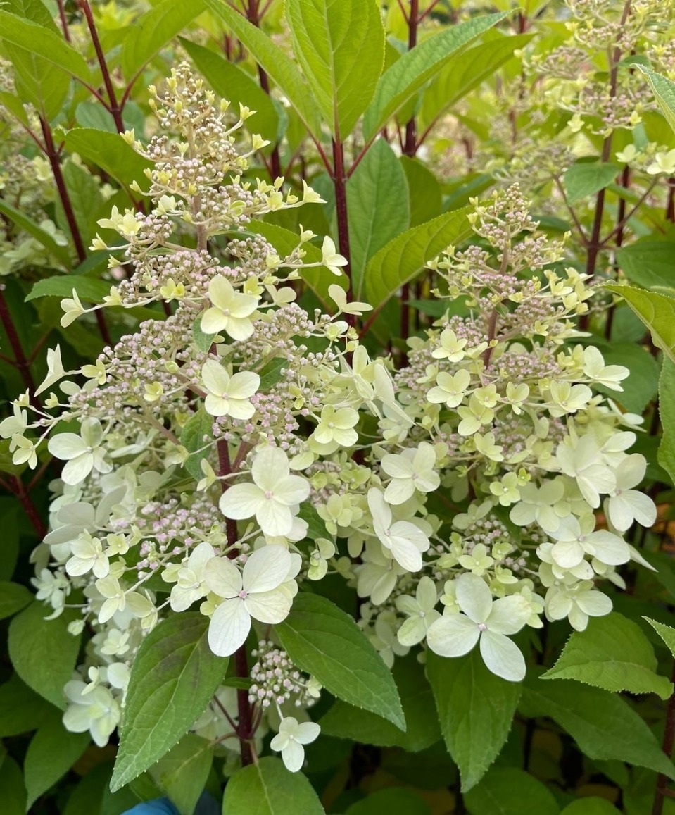 Начало цветения Панзола