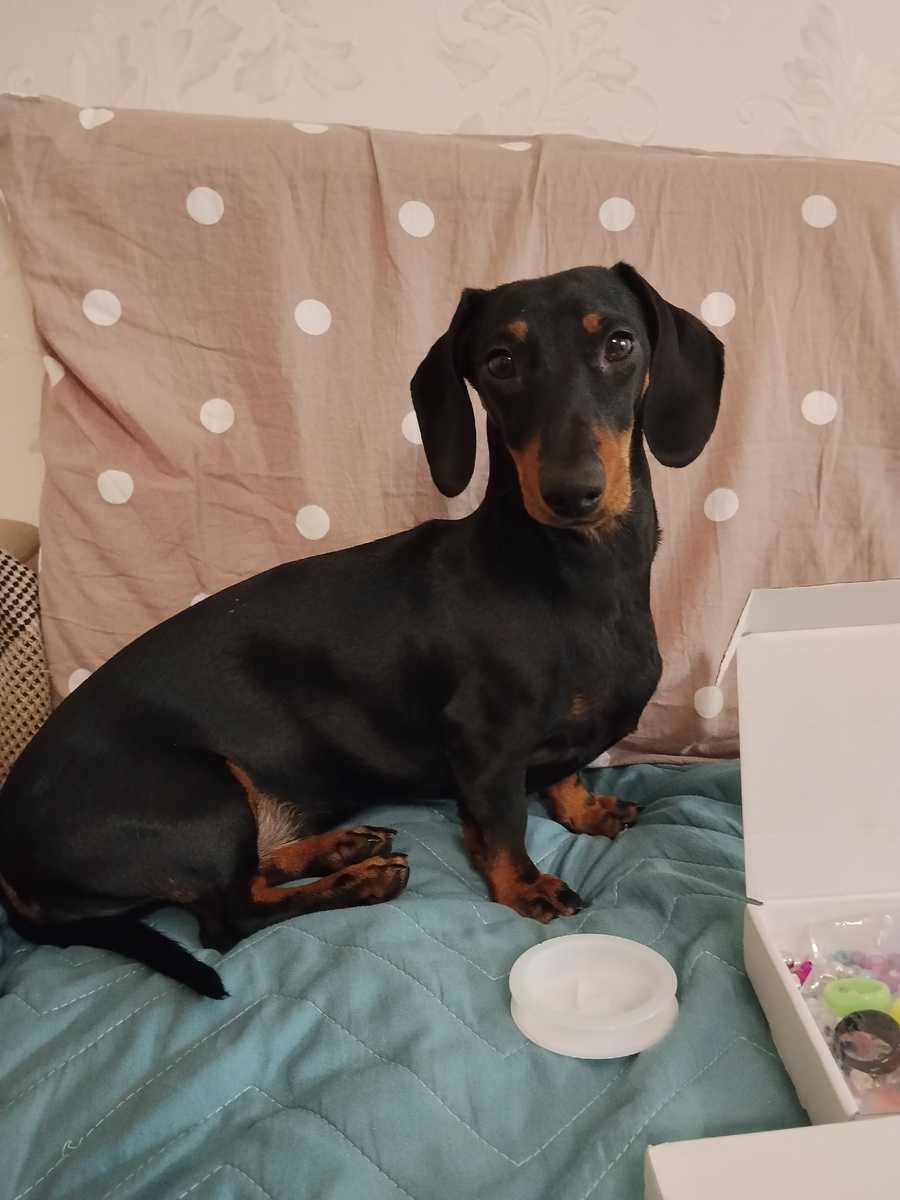 Такса в домашних условиях 