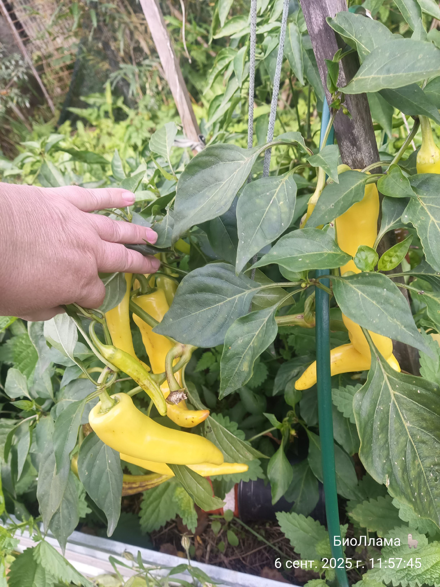 Очень яркие и урожайные