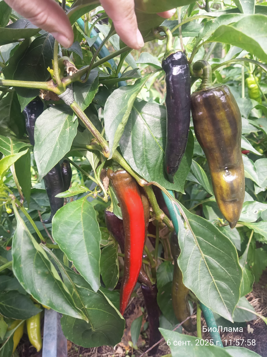 Чёрные, коричневые, красные! Джимми Нарделло