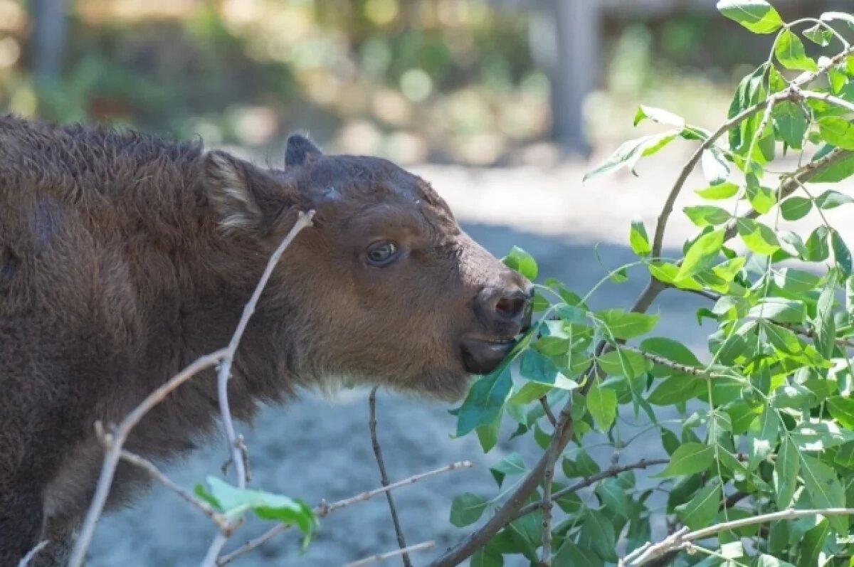    Ростовский зоопарк предложил дончанам выбрать кличку для самки зубра