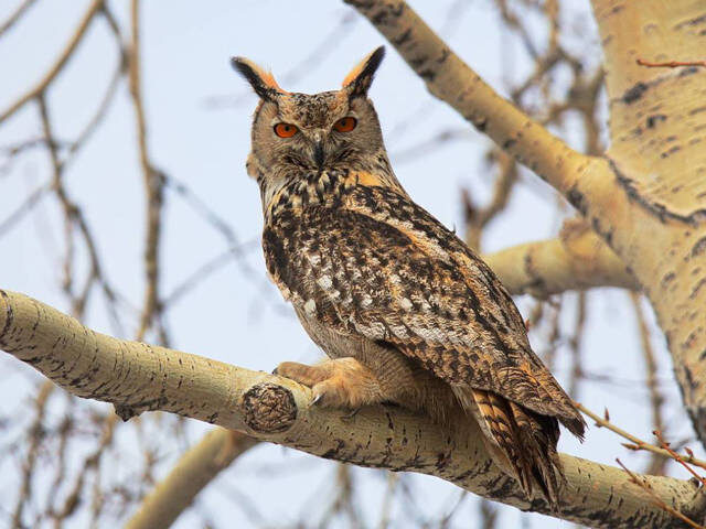 Те самые «ушки», которые на самом деле ничего не слышат.