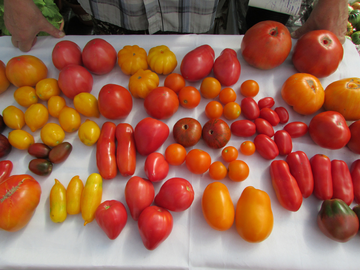 Разнообразие томатов