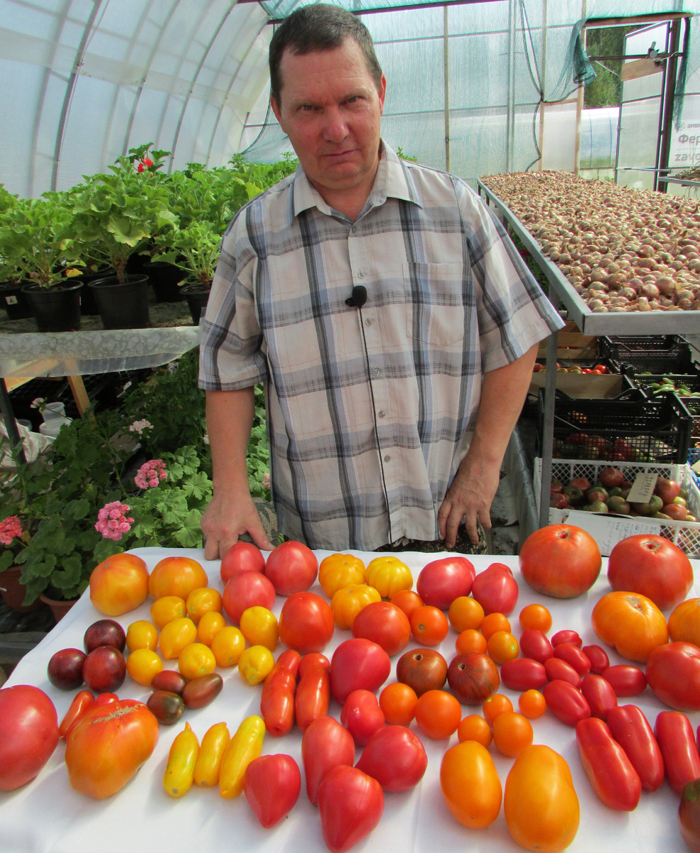 Томатное изобилие