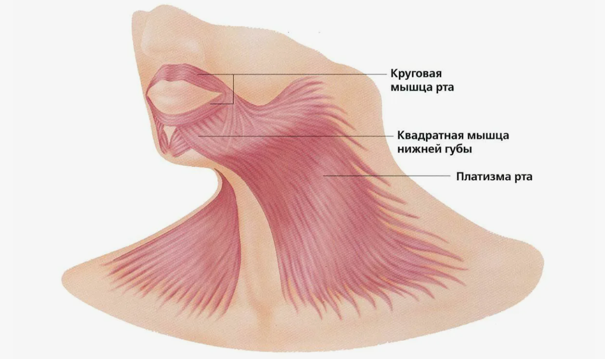 листайте галерею ниже -->