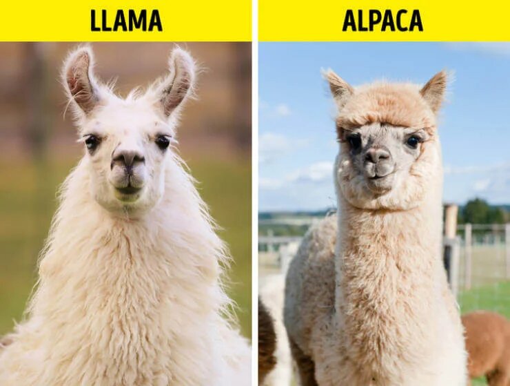 Главное отличие: уши ламы (слева) похожи на бананы, а у альпака — прямые.