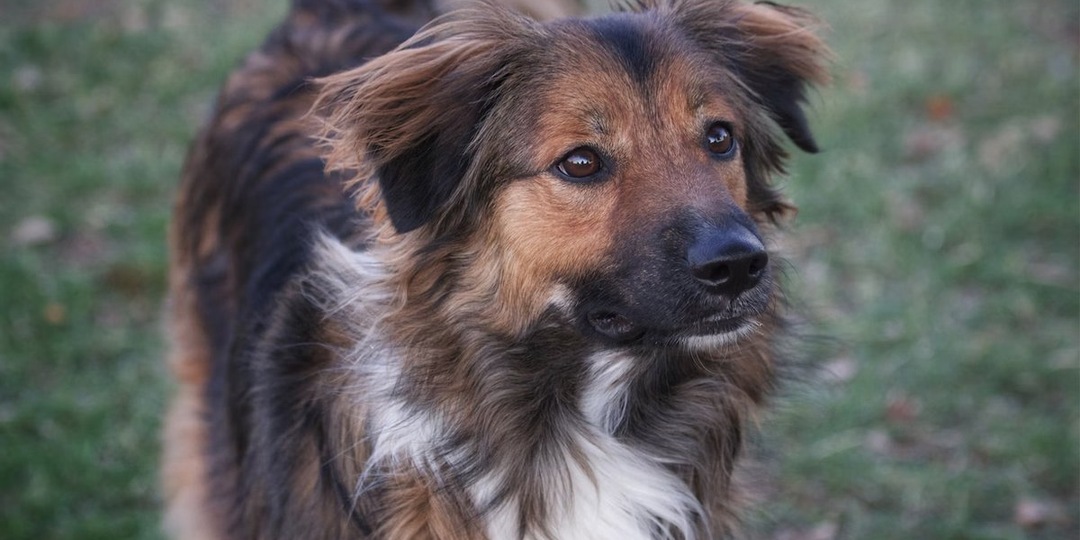 Питомец из приюта: эксперты рассказали о реальных, а не выдуманных проблемах