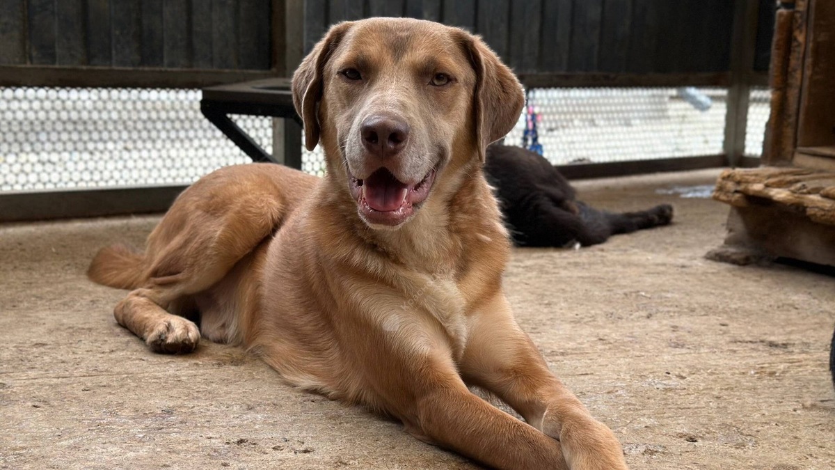    Важно понимать, что в приютах трудятся волонтеры, а не недобросовестные заводчики