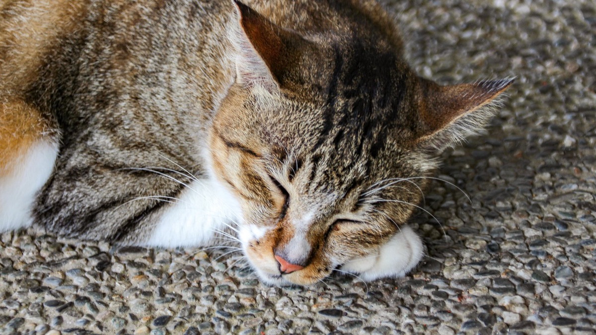    В вопросе адаптации почти все зависит от человека и его отношения к животному