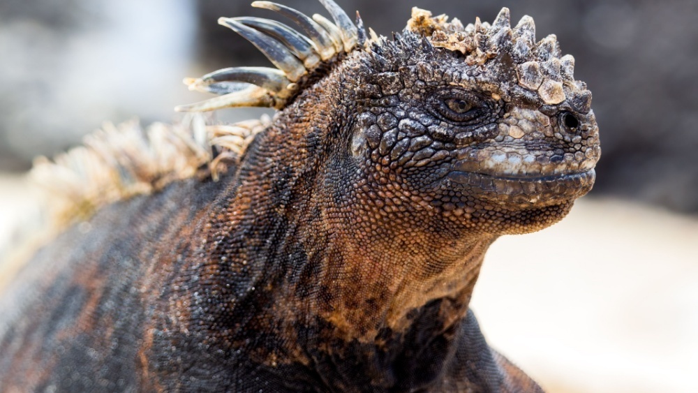     Фото: asiadomaga/Shutterstock/FOTODOM Морская игуана