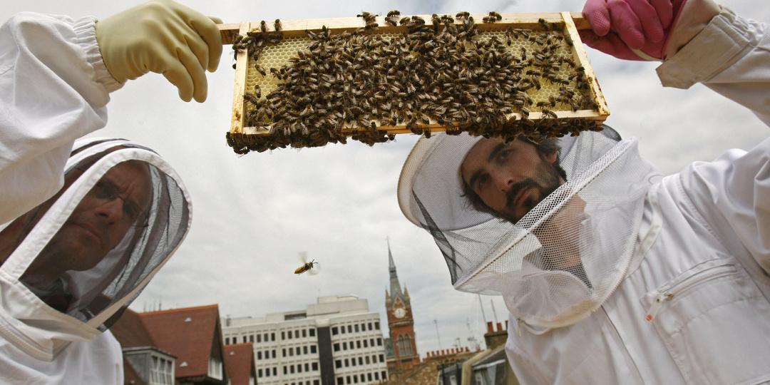 Бум городского пчеловодства в Лондоне. Оборотная сторона медали