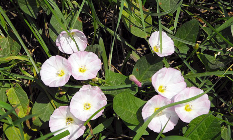 Красивый убийца вашего сада: как навсегда избавиться от вьюнка полевого