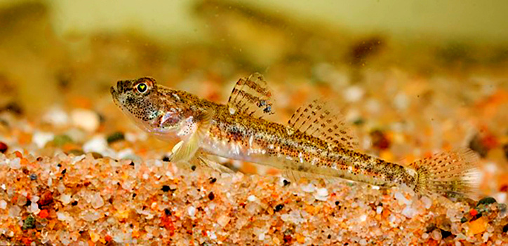 Малый лысун.